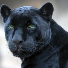 Схема вышивки «багира»