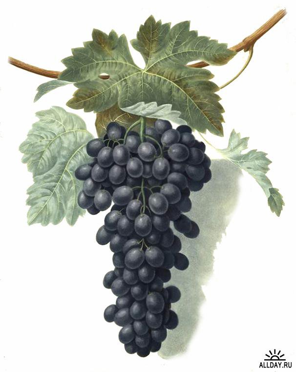 черный виноград - виноград, фрукты - оригинал