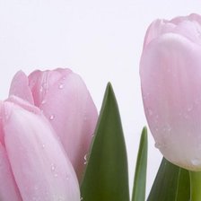 Оригинал схемы вышивки «розовые тюльпаны» (№68098)