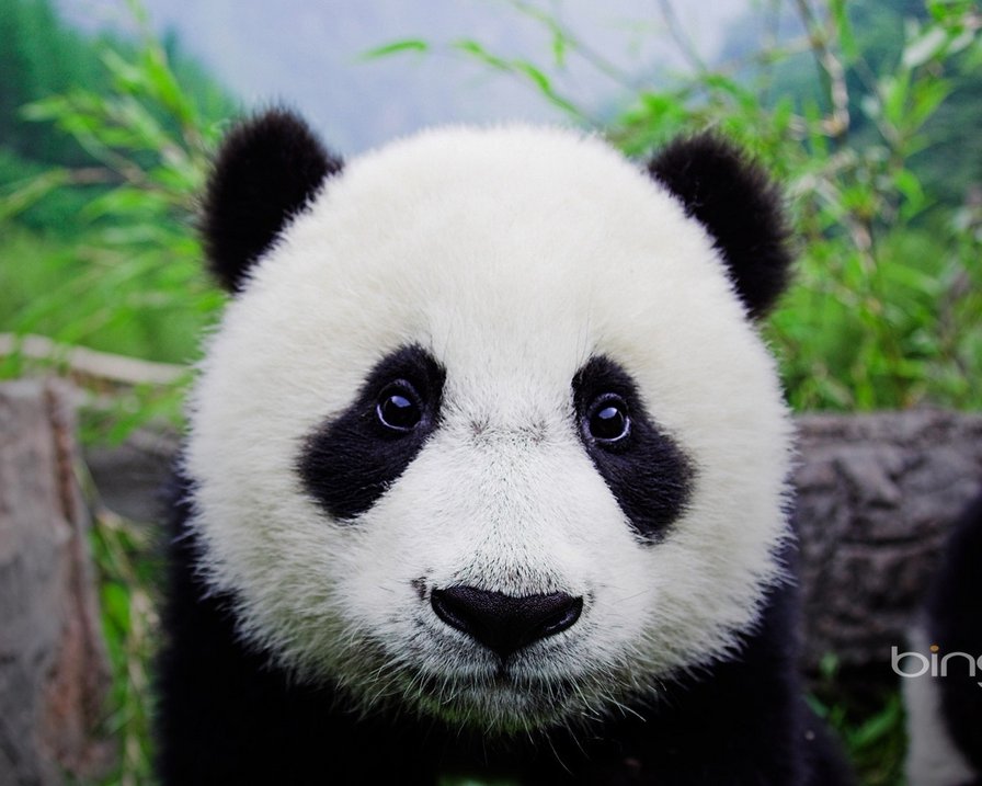 панда - оригинал