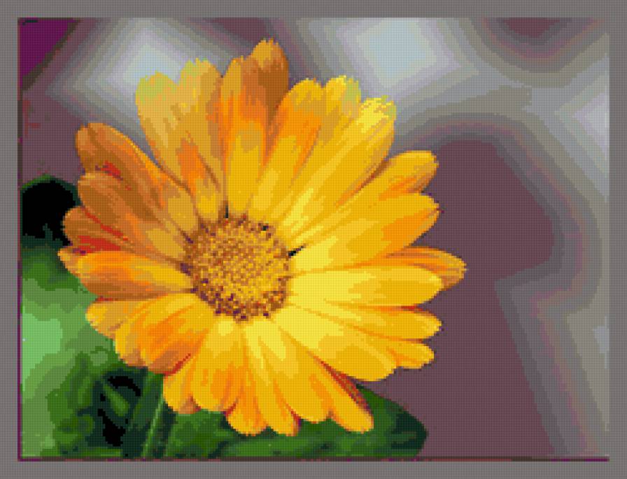 календула - ноготки, календула, цветы, цветок - предпросмотр