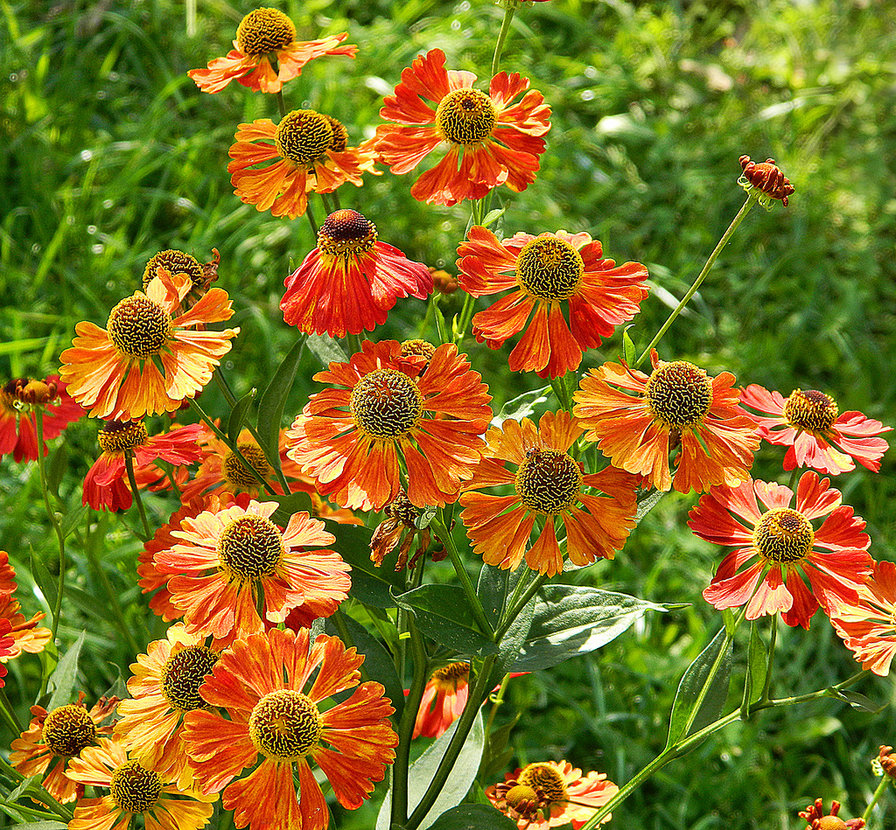 №68320 - цветы, подушка, подушки - оригинал