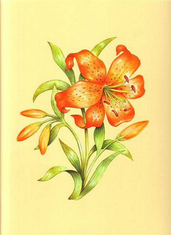 лилия - лилия, цветы - оригинал