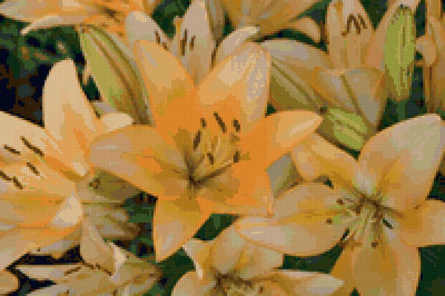 Лилии - предпросмотр