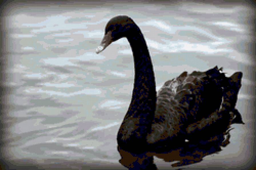 чёрный лебедь - птицы - предпросмотр