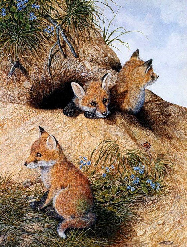 лисята - в лесу, лиса - оригинал