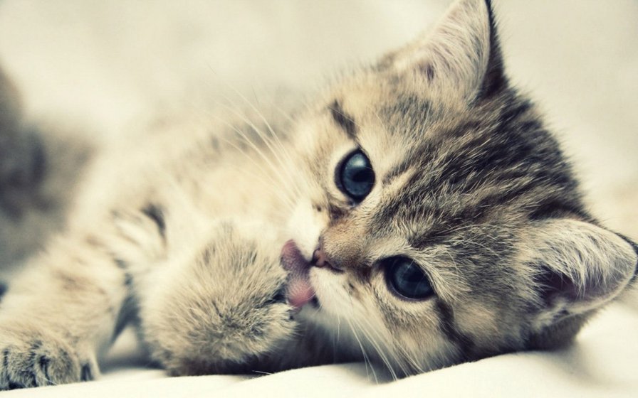 котэ - оригинал