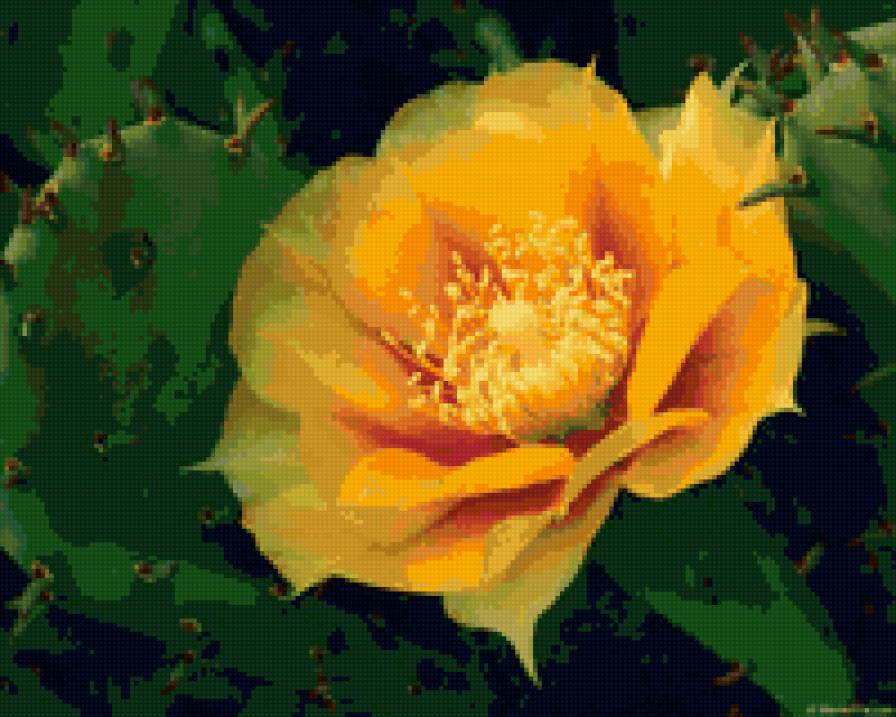 кактус - цветы - предпросмотр