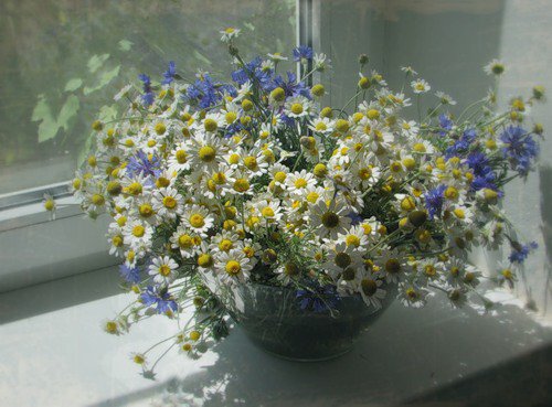 ромашки на подоконнике - окно, цветы, ромашки, букет - оригинал