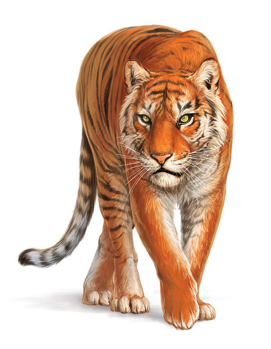 тигр - хищники, тигры, кошки, картина, животные - оригинал