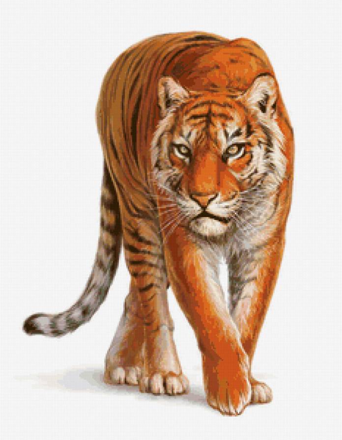тигр - картина, животные, кошки, хищники, тигры - предпросмотр
