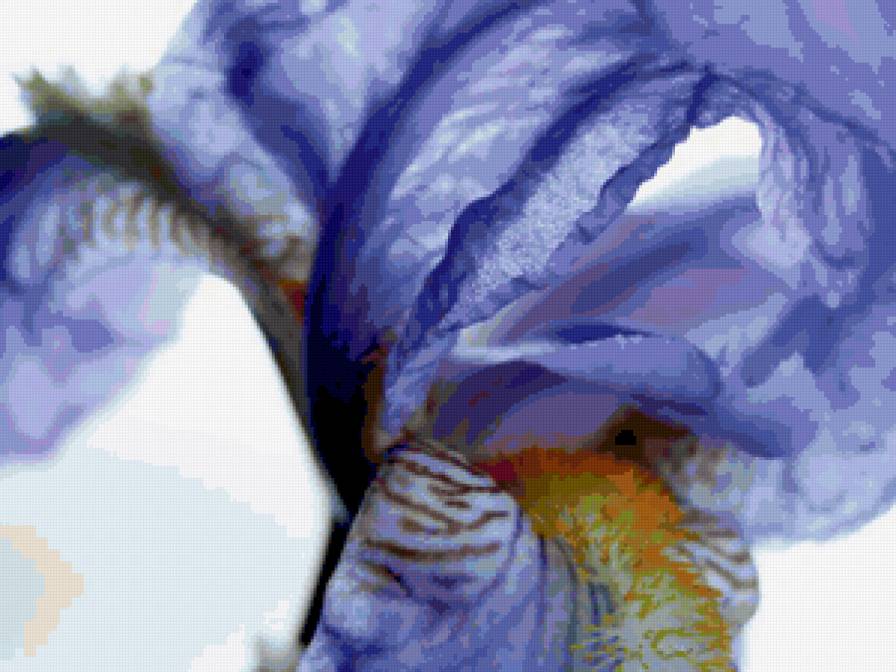 ирис - предпросмотр