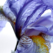 Схема вышивки «ирис»