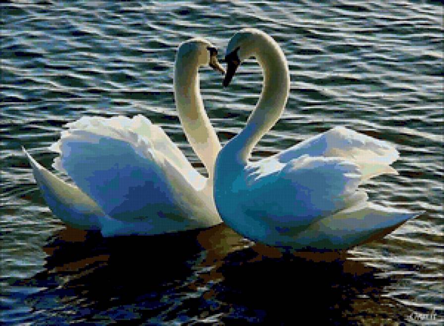 Влюблённые лебеди) - лебеди - предпросмотр