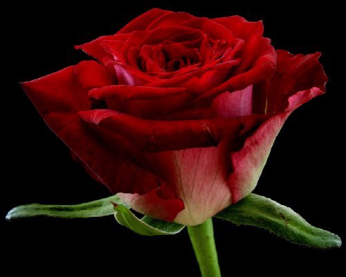 роза - оригинал