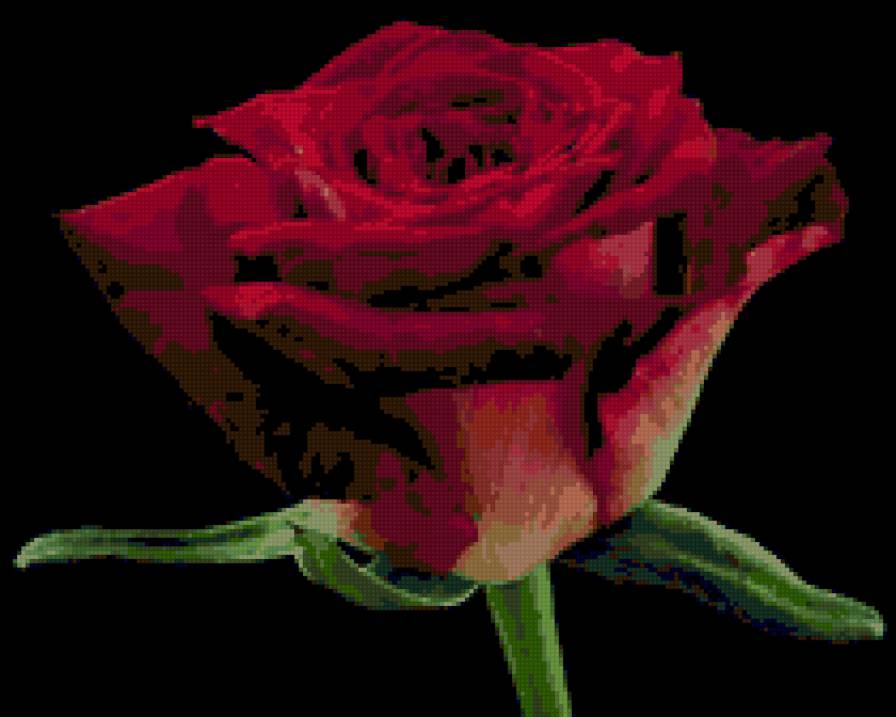 роза - предпросмотр