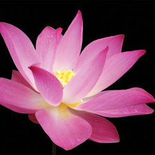 Схема вышивки «лотос»