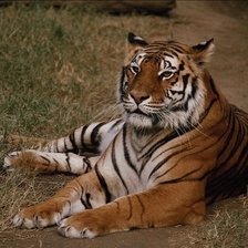 Схема вышивки «тигр»