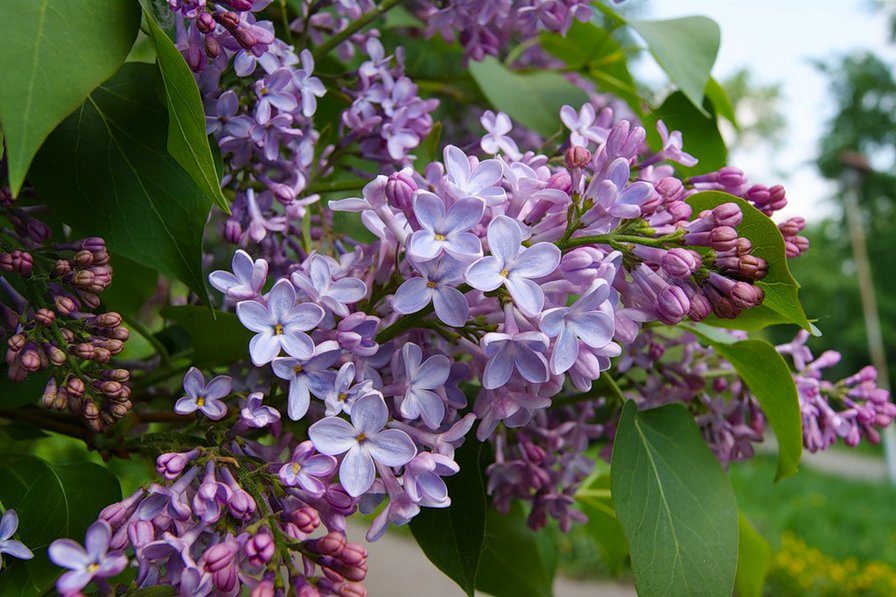 Сирень - природа, весна, цветы - оригинал