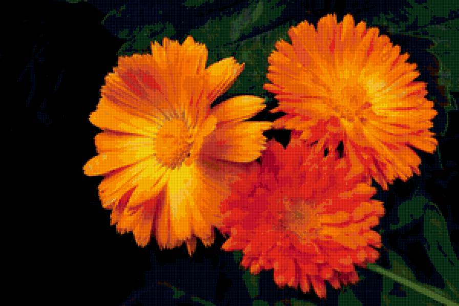 Календула - цветы - предпросмотр