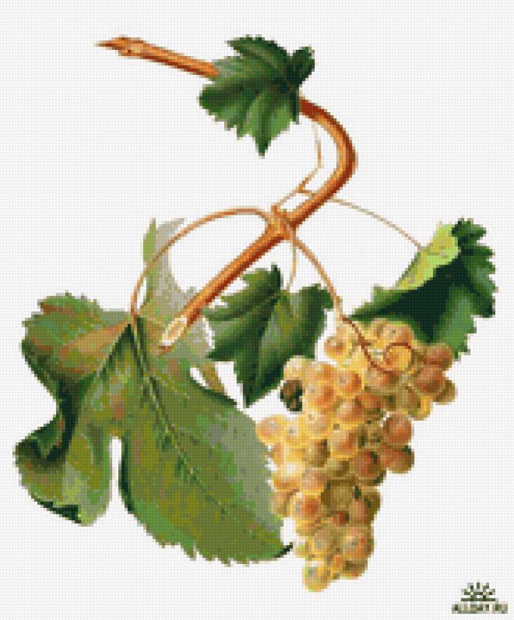 виноград3 - предпросмотр
