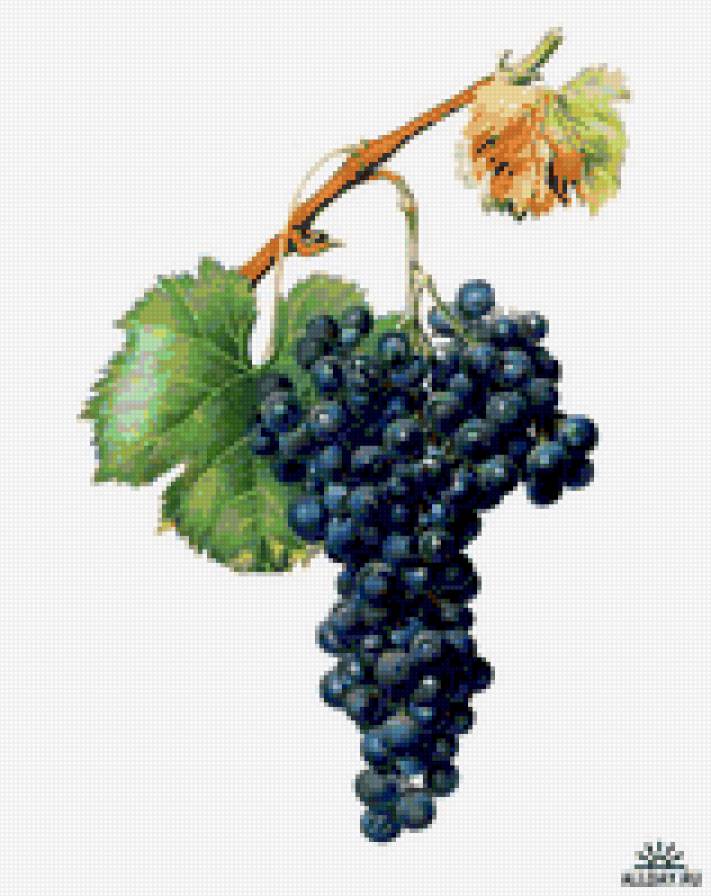 виноград5 - предпросмотр