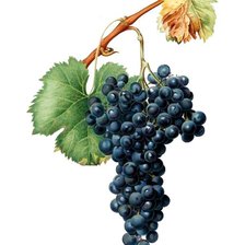 Схема вышивки «виноград5»