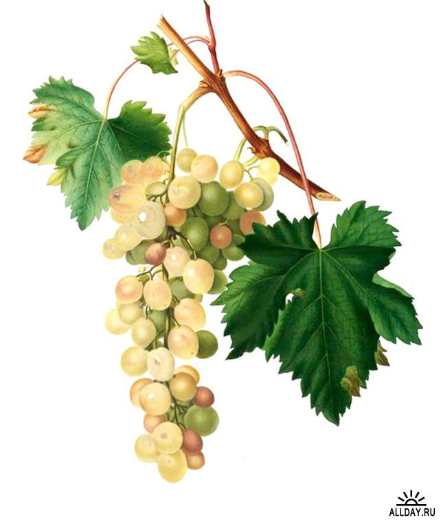 виноград6 - оригинал