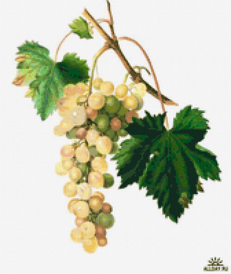 виноград6 - предпросмотр