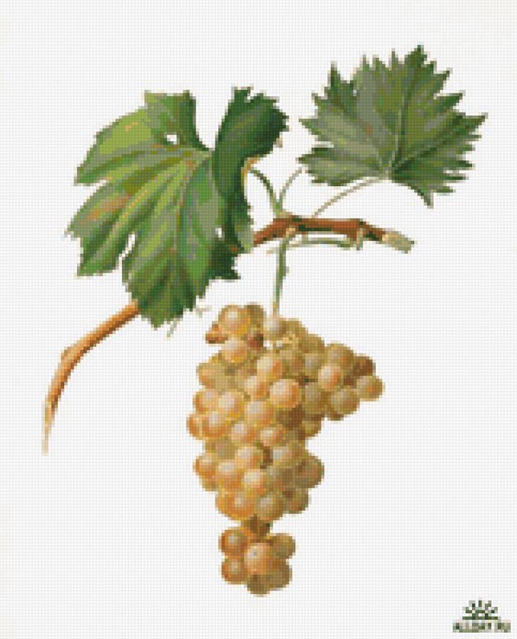 виноград 8 - предпросмотр