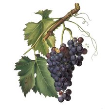 Схема вышивки «виноград11»