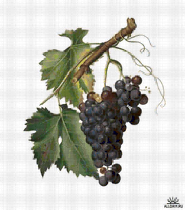 виноград12 - предпросмотр