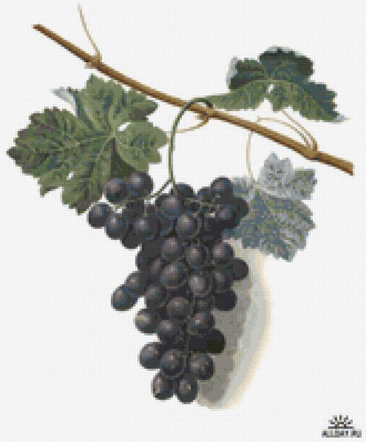 виноград13 - предпросмотр