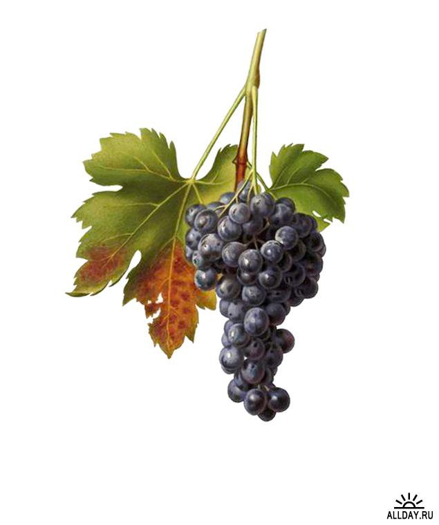 виноград 14 - оригинал