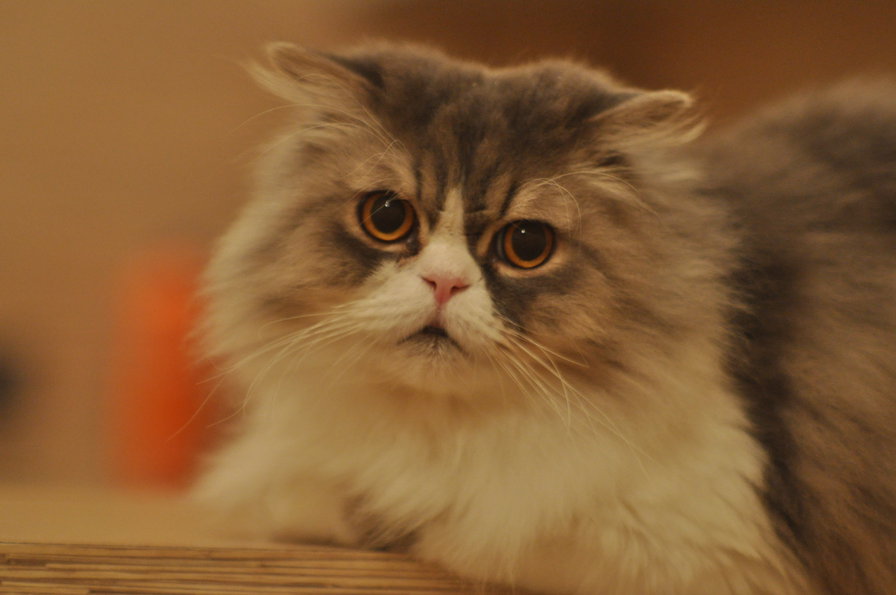 Кот Шарик - кошки - оригинал