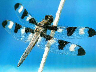 Стрекоза - насекомое - оригинал