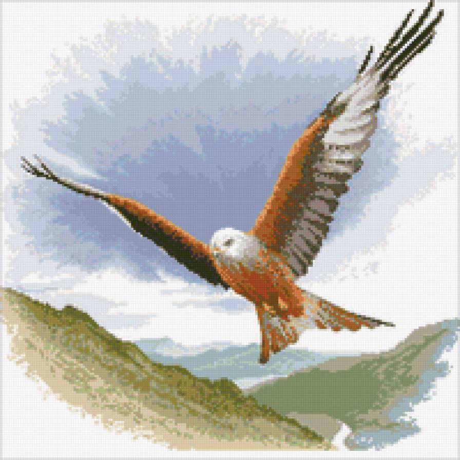 орел - в небе, орел, птицы, природа - предпросмотр