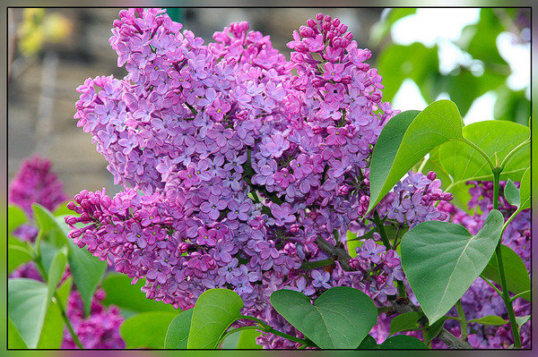 Сирень - цветы, сирень - оригинал