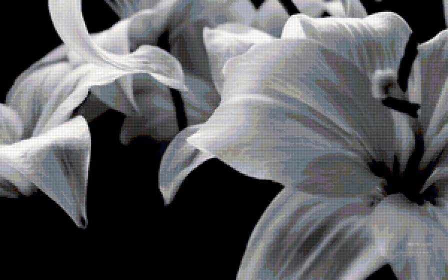 черно-белым - белые, цветы, лилии, черные - предпросмотр