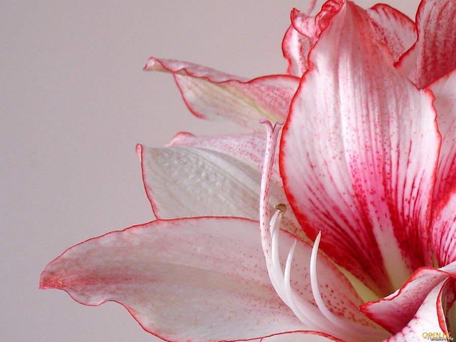 лилия - розовое, нежность, красиво, цветы, лилия - оригинал