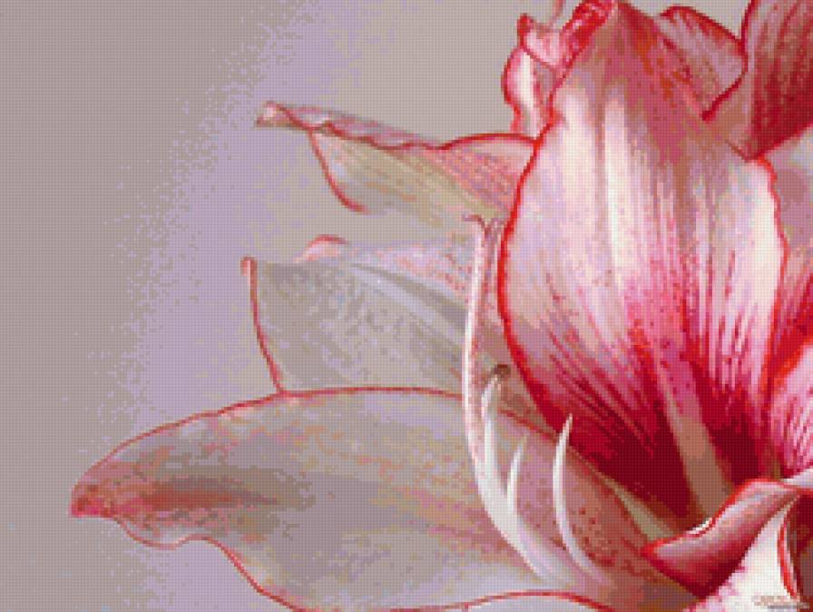 лилия - нежность, цветы, красиво, розовое, лилия - предпросмотр