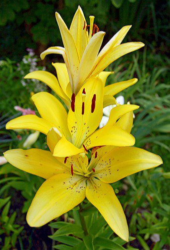 лилии - цветы - оригинал