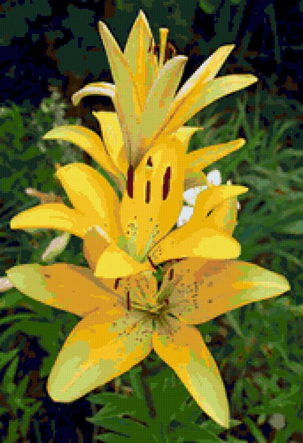 лилии - цветы - предпросмотр