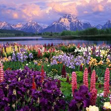 цветочный луг у озера в горах