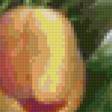 Предпросмотр схемы вышивки «тюльпаны» (№69927)