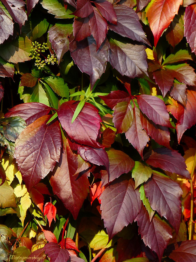 Краски осени - природа - оригинал