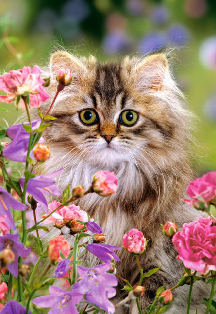 КОТЕНОК - кошки - оригинал