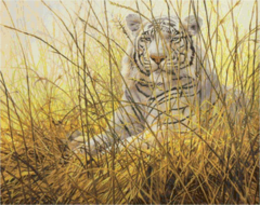 Белый тигр в траве - хищник, тигр, животные - предпросмотр