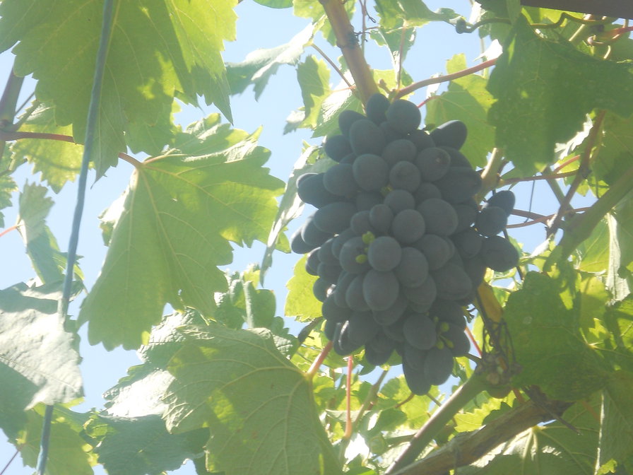 Гроздь винограда - фрукты - оригинал