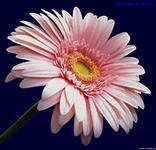 Схема вышивки «Гербера60 Розовая»